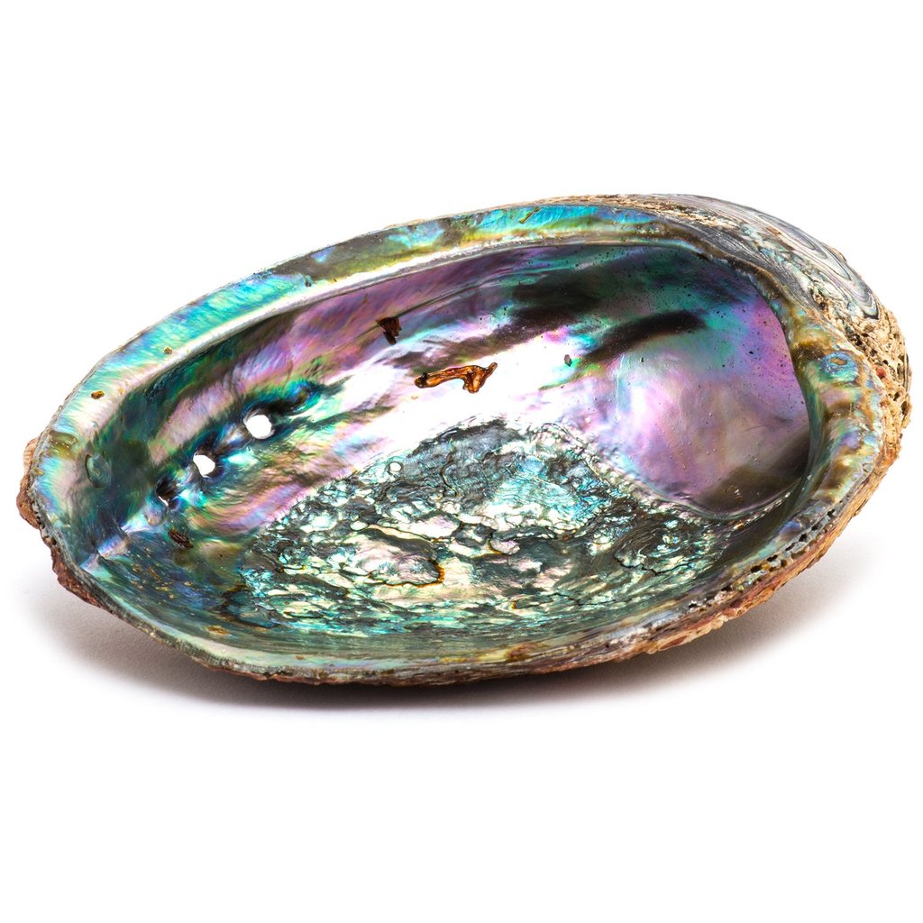 Mystical Abalone Shell - Alkemi and Tings