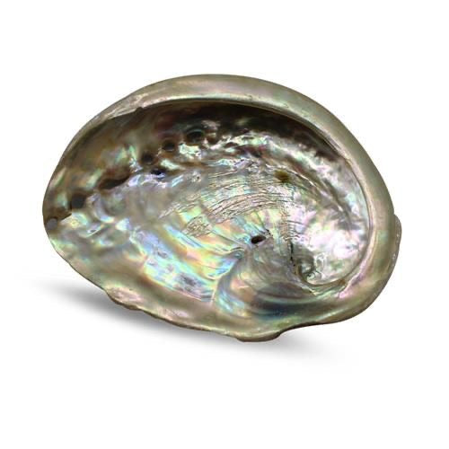 Small Abalone shell - Alkemi and Tings