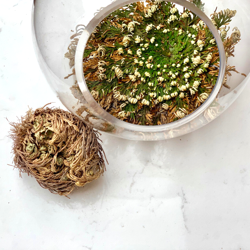 Rose of Jericho - Alkemi and Tings