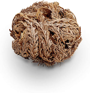 Rose of Jericho - Alkemi and Tings